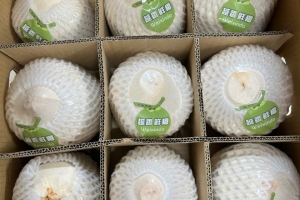 Xuất khẩu gần 22 tấn dừa tươi qua cửa khẩu Bắc Luân II