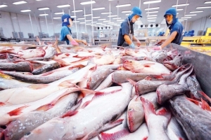 Giá cá tra bứt tốc, loạt “ông lớn” thủy sản lập đỉnh lợi nhuận nhiều năm