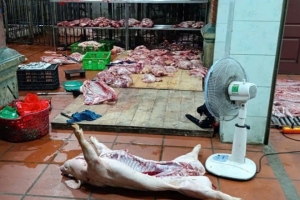 Phát hiện cơ sở giết mổ lợn nghi nhiễm dịch tả Châu Phi tại Hưng Yên