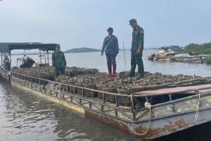 Quảng Ninh: Người nuôi hàu sữa lao đao vì hàu vàng nhập lậu