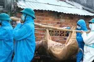 Đà Nẵng: Dịch tả lợn Châu Phi lây lan nhanh ra 52/93 xã, phường