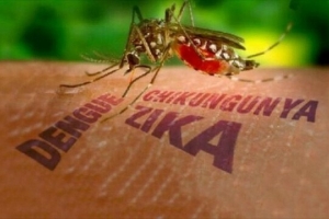 Bộ Y tế cảnh báo nguy cơ dịch Chikungunya xâm nhập và lây lan nhanh tại Việt Nam