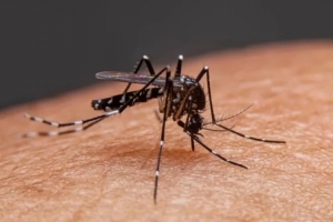 Thanh Hóa tăng cường phòng, chống bệnh Chikungunya