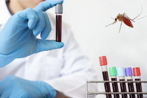 TP. Hồ Chí Minh: Bệnh Chikungunya cần được giám sát và dự phòng tích cực