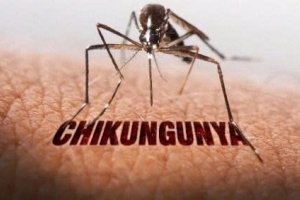 Việt Nam có nguy cơ cao bùng phát bệnh Chikungunya: Cục Phòng, chống bệnh cảnh báo các triệu chứng và biện pháp phòng ngừa