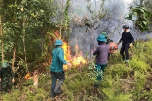 Nghệ An: Hàng trăm người khẩn trương dập cháy rừng do sét đánh