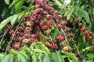 Giá cà phê hôm nay 13/8: Tăng mạnh 3.300 đồng/kg