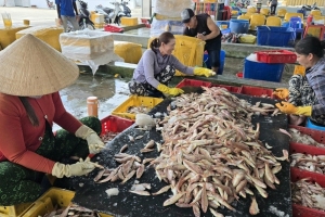 Cà Mau triển khai cao điểm chống khai thác IUU