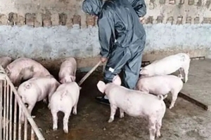 Kiện toàn lực lượng thú y ở cơ sở, phòng chống dịch tả lợn Châu Phi hiệu quả