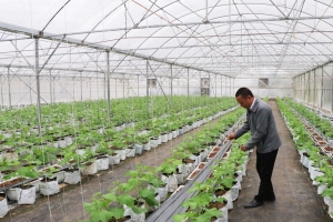 Bắc Ninh: Đẩy mạnh sản xuất nông nghiệp an toàn, mở rộng thị trường xuất khẩu