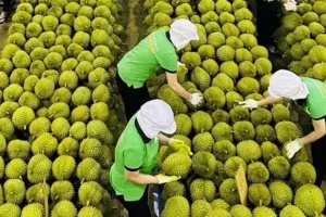 Cần Thơ đẩy mạnh phát triển bền vững ngành sầu riêng