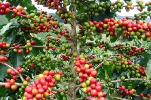 Giá cà phê hôm nay 22/8: Tiếp tục tăng