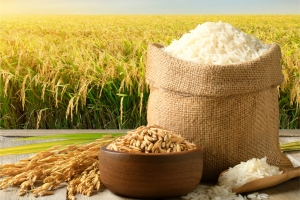 Giá lúa gạo hôm nay ngày 22/8: Tương đối ổn định