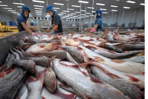 Xuất khẩu cá tra vượt 1,2 tỷ USD sau 7 tháng