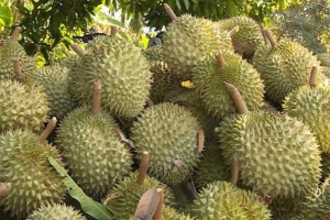 Giá sầu riêng hôm nay 24/8: Sầu Thái tiếp tục tăng