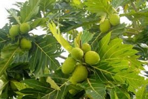 Quả Sa kê Việt Nam: Từ bóng mát tới đặc sản đắt đỏ