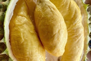 Giá sầu riêng hôm nay 25/8: Sầu Thái A duy trì ở mức 80.000 – 89.000 đồng/kg