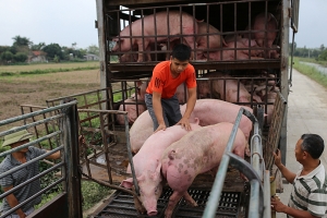 Giá heo hơi hôm nay 27/8: Miền Trung giảm sâu