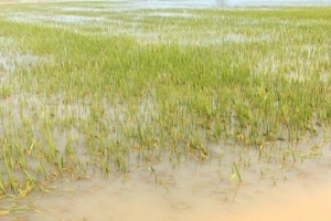 Hơn 1.100ha lúa tại Hưng Yên bị ngập úng do hoàn lưu bão số 5