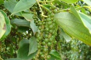 Giá tiêu hôm nay 27/8: Cao nhất 148,000 đồng/kg