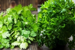 Hơn cả rau gia vị, mùi tây là "thần dược" cho sức khỏe