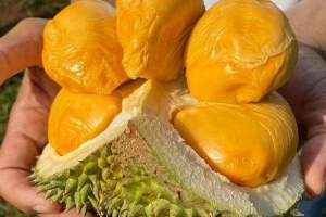 Giá sầu riêng hôm nay 1/9: Sầu Thái loại A có giá 80.000 – 88.000 đồng/kg