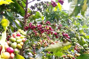 Giá cà phê hôm nay 4/9: Giảm sốc hơn 6,000 đồng/kg