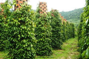 Giá tiêu hôm nay 5/9: Tiếp tục giảm 2,000 đồng/kg