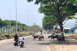 Đà Nẵng:Tông bò thả rong, bò chết tại chỗ, nam thanh niên nứt xương sọ trán, nằm liệt gường