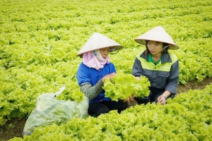 Truy xuất nguồn gốc: Để nông sản Bắc Ninh vươn ra thế giới