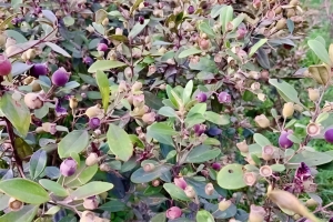 "Lộc rừng" của xứ Nghệ