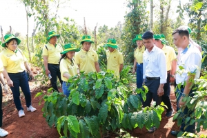 Khai phá tiềm năng cà phê Việt: Hành trình mới cùng Canh tác cà phê thông minh