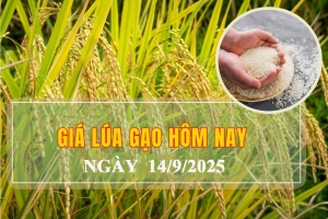 Giá lúa gạo hôm nay ngày 14/9: Đi ngang, tuần qua lúa tươi và gạo xuất khẩu giảm mạnh