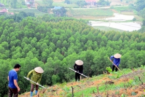 Bộ Nông nghiệp và Môi trường: Quy định quy trình kỹ thuật giao rừng, cho thuê rừng
