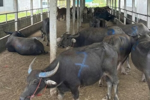 Nghệ An: Phát hiện xe tải chở 48 con trâu, bò “lậu” không giấy kiểm dịch