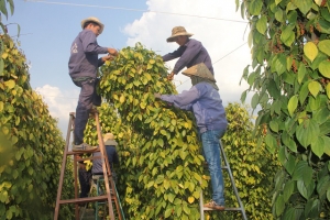 Giá tiêu hôm nay 17/9: Đi ngang trên cả nước