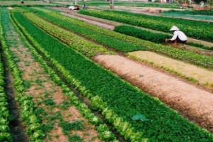 Đất nông nghiệp chưa có Giấy chứng nhận, bồi thường thế nào?