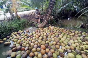 Lý do dừa khô tăng giá kỷ lục