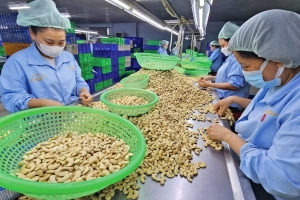 Ngành hạt điều Việt Nam tăng tốc đạt mục tiêu xuất khẩu 4,5 tỷ USD trong năm 2025