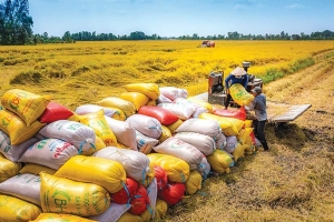 Công điện của Bộ Công Thương về tăng cường ổn định thị trường gạo