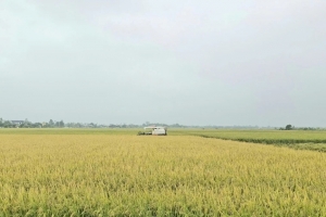 Thanh Hóa tập trung cao độ thu hoạch lúa thu mùa trước bão