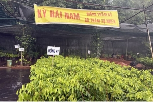 Phú Thọ: Xác minh việc buôn bán Kỳ Hải Nam tại Hợp tác xã Trầm Kỳ Nam Tam Đảo