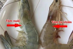 Cách phân biệt tôm nuôi và tôm tự nhiên