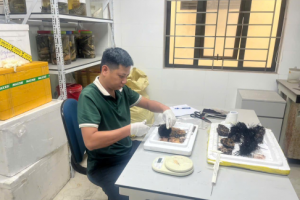 Nghiên cứu xây dựng mô hình thử nghiệm sản xuất giống và nuôi thương phẩm cầu gai đen tại Hải Phòng