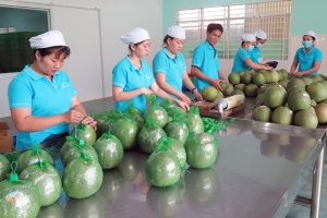 Lần đầu tiên xuất khẩu bưởi Việt Nam sang Úc