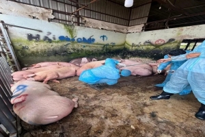 Phát hiện 89 con lợn ở Đồng Nai nhiễm chất cấm Salbutamol