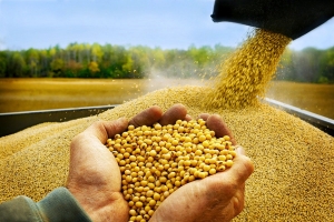 Brazil tăng mạnh xuất khẩu đậu nành và thịt bò sang Trung Quốc