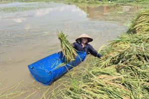 Bắc Ninh: Khẩn trương thu hoạch lúa bị ngập
