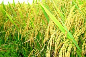 Quốc gia lạ chuộng gạo Việt, giá tăng 225% dù dư hàng nội địa.