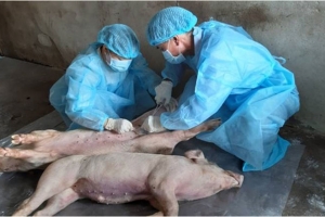 Thái Nguyên: Nguy cơ dịch tả lợn châu Phi tái bùng phát sau bão là rất cao